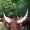 Types of Bulls & Cattle