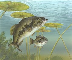 How to Catch a Bass Using Minnows