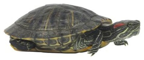 How to Care for a Swollen Eye on a Red-eared Slider Turtle | eHow