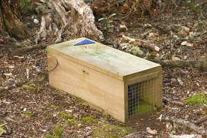 How to Make Homemade Hunting Traps | eHow