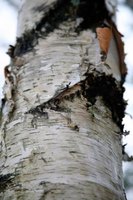 Birch Trees That Are Found in North Carolina | eHow