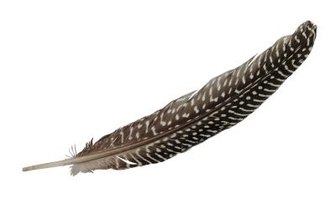 What is the Central Cylinder of a Bird Feather? | eHow