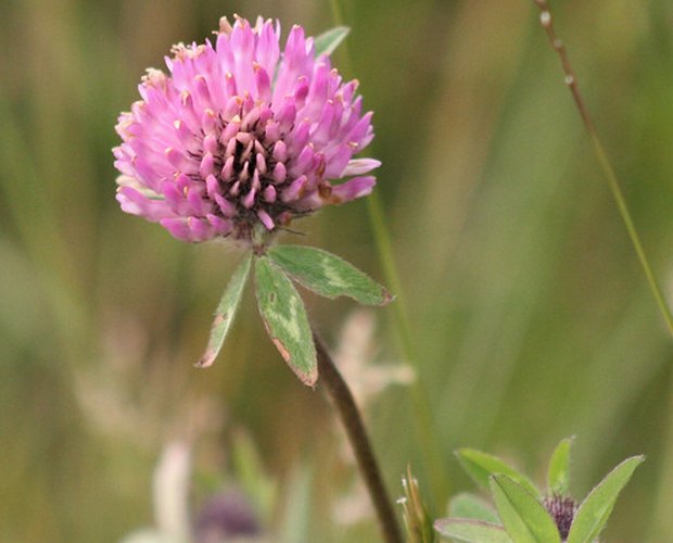 Difference Between Clover Honey Natural Pure Leaftv Clover Honey