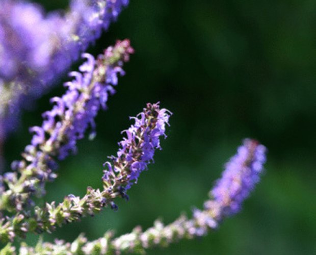 what-are-the-health-benefits-of-lilac-leaftv