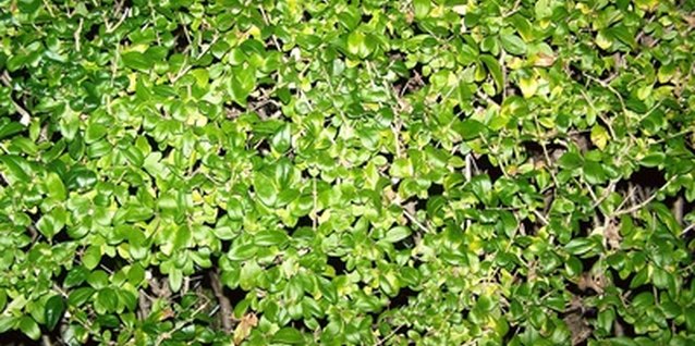 When Do You Trim Newly Planted Wax Privet Privet Hedge