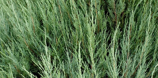 Good Fertilizer Formula For Young Arborvitae Easter White Cedar Trees Have Fine Needle Like Foliage