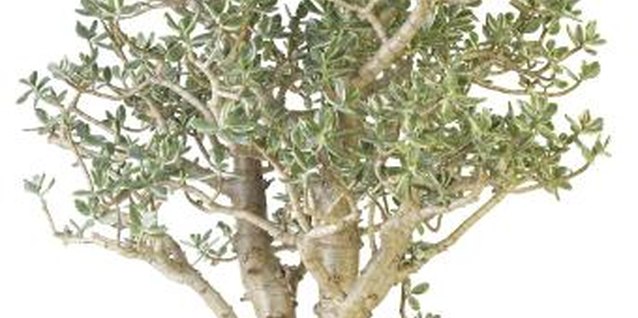 How To Get Rid Of Scale Mealy Worms On Jade Plants If You Only Have A Few Insects Remove Them With Dry Toothbrush
