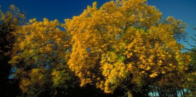 How To Diagnose Curled Brown Leaf Edges On Oak Trees Fungi Can Live In Autumn Leaves And Infect Oak Trees The Spring