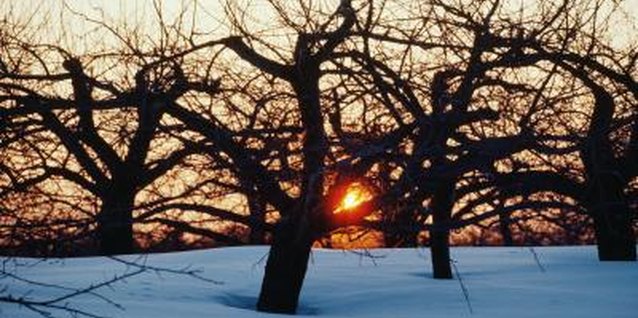 How To Attach Christmas Lights To Bare Branch Trees