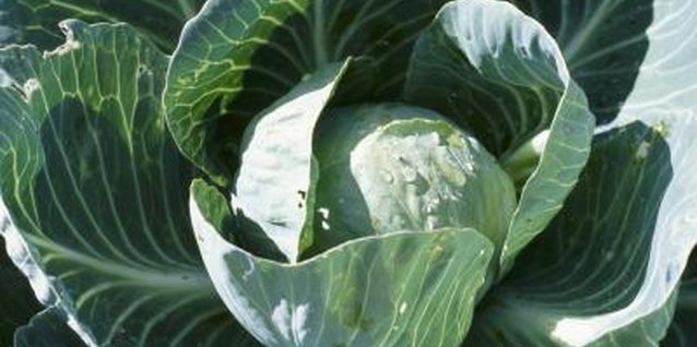 Image Result For What Kind Of Soil To Buy For Vegetable Garden Image Result For What Kind Of Soil To Buy For Vegetable Garden