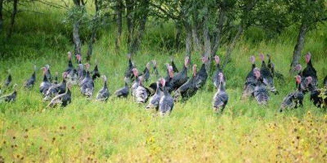 How To Attract Turkeys Your Backyard