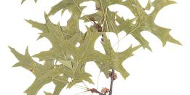 What Causes Pin Oak Leaves To Turn Brown Not Red Some Pin Oak Disease Symptoms Resemble Of Drought Stress