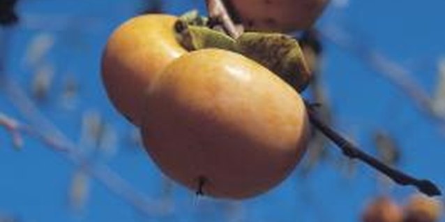 How To Grow Persimmons From Seed