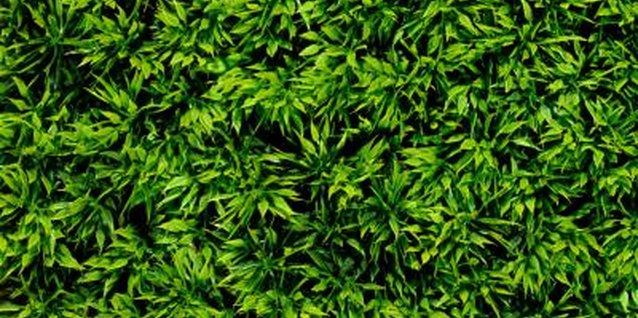 How to Trim a Podocarpus Gracilior Hedge