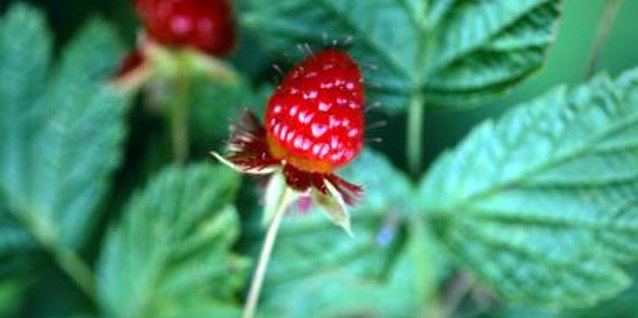 Raspberry Plants for Zone 9