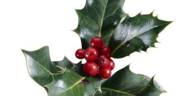 types-of-holly-leaves