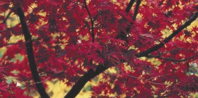 pros-cons-of-red-maple-trees