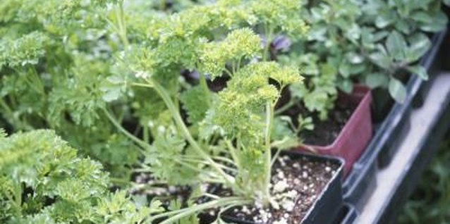 Varieties Of Parsley