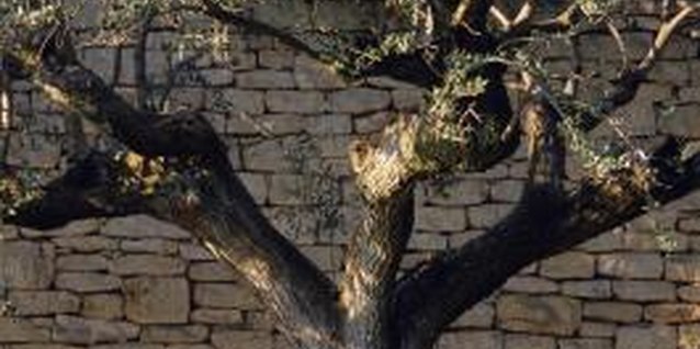 The Care Of A Wound On An Olive Tree Trunk