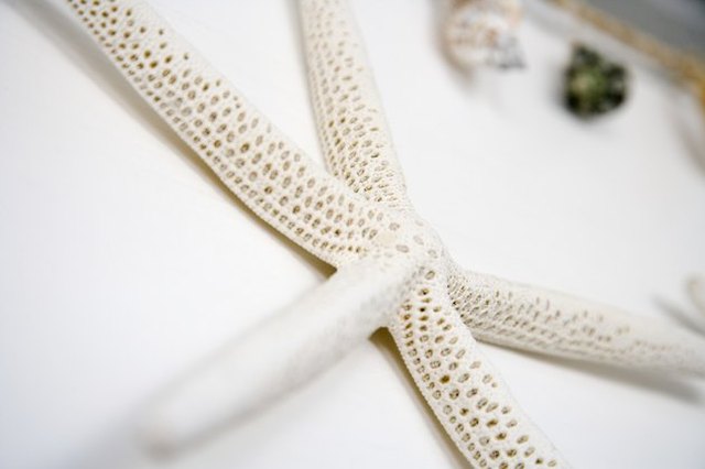 A sea star diagonally in the foreground on a white counter, with colorful shells out of focus to the rear