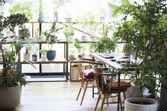 Interior of shop or home office, with plants clustered in all windows