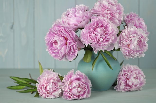 Bouquet of pink ruffled peonies in aquamarine vas