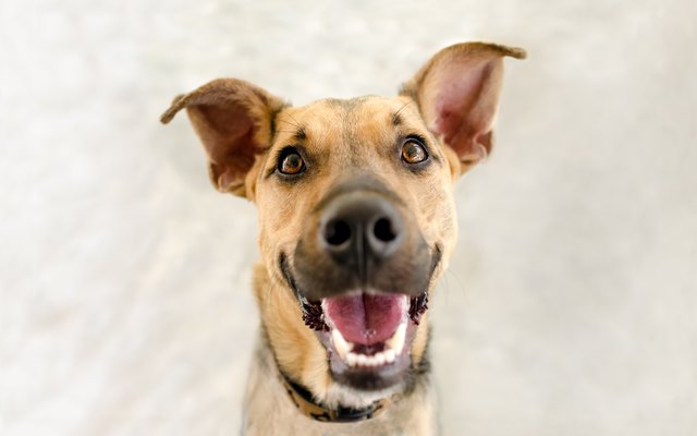 Happy Dog