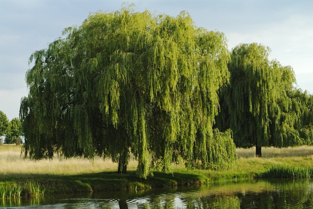 Does the Weeping Willow Tree Lose Its Leaves During the Winter? | eHow