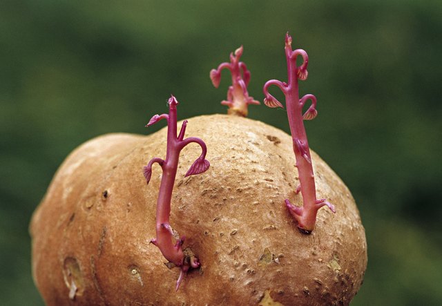 VEGETATIVE PROPAGATION. SWEET POTATO SPROUTING NEW PLANTS FROM THE EYES. ASEXUAL REPRODUCTION. Ipomoea batatas