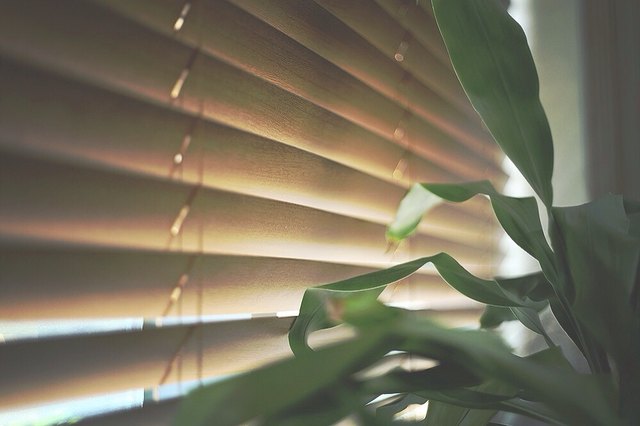 Closed mini-blind blocking sunshine, house plant in foreground