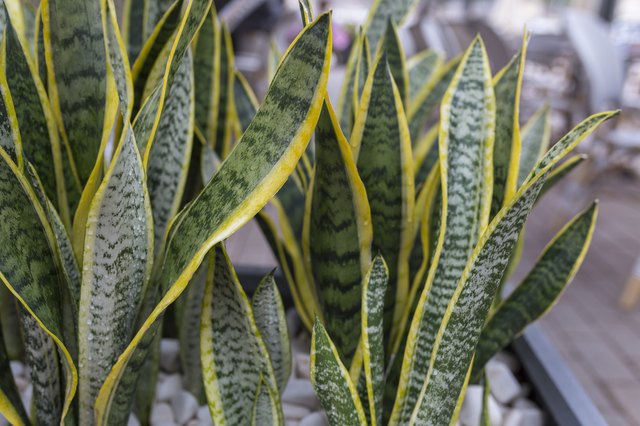 Sansevieria (snake plant)
