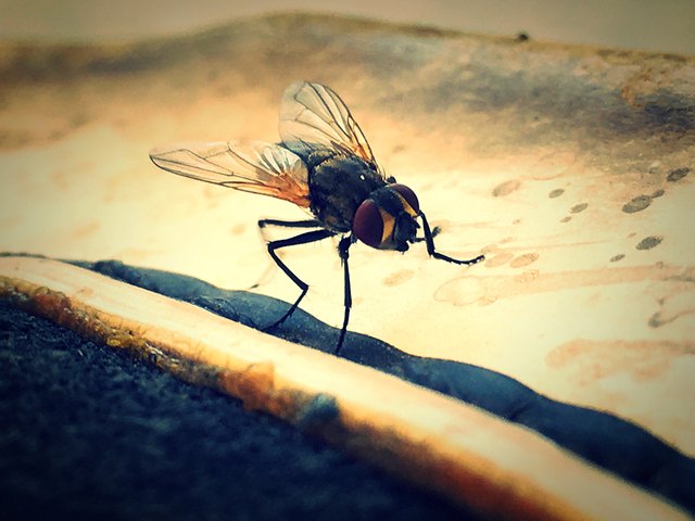 Close-Up Of Insect