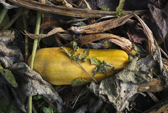 Yellow cucurbit in dry leaves