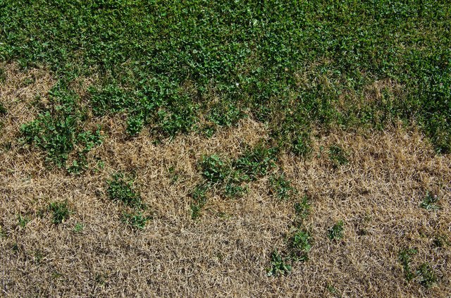 Dying lawn