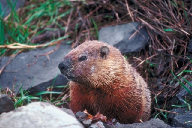 How to Catch a Live Groundhog in a Trap | eHow