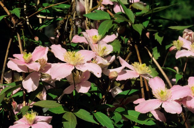 How to Grow Clematis From Seeds | eHow