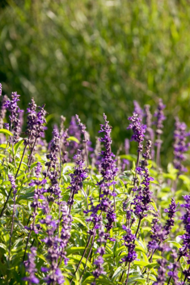 Plants That Look Similar To Lavender