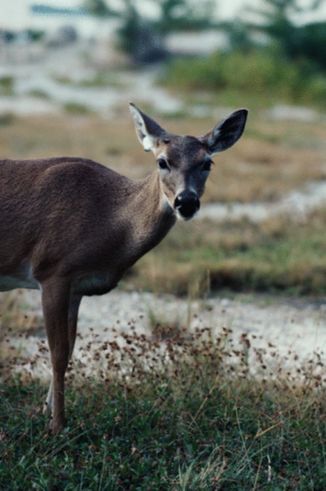 What Temp To Smoke Deer Hind Quarter