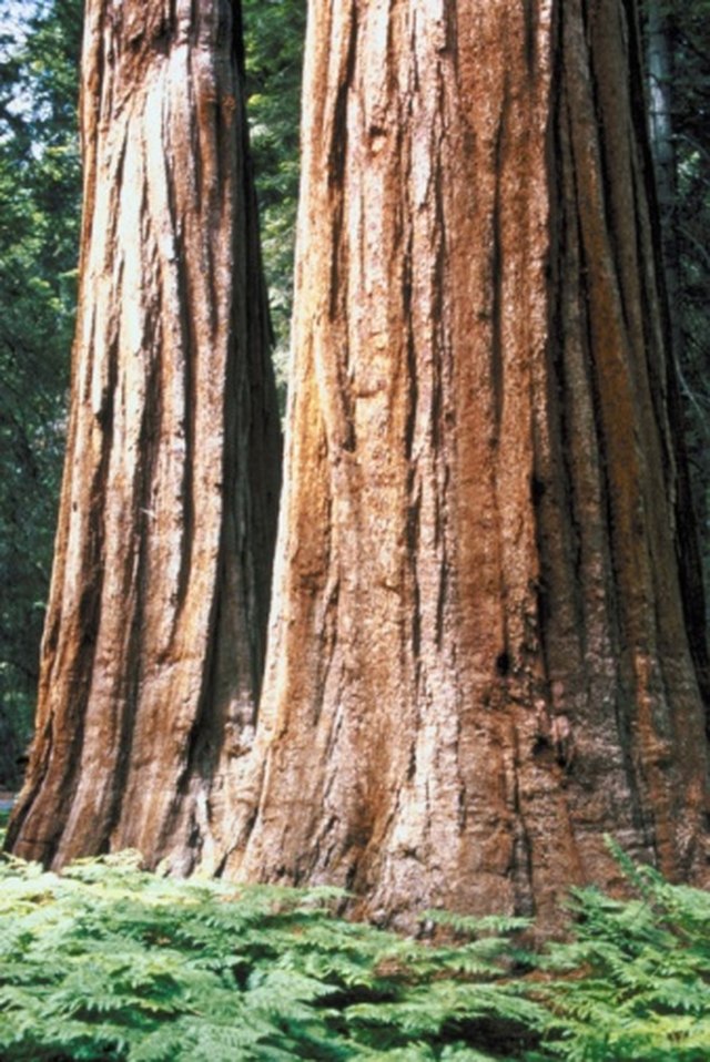 is-sierra-redwood-a-hard-or-soft-wood-ehow