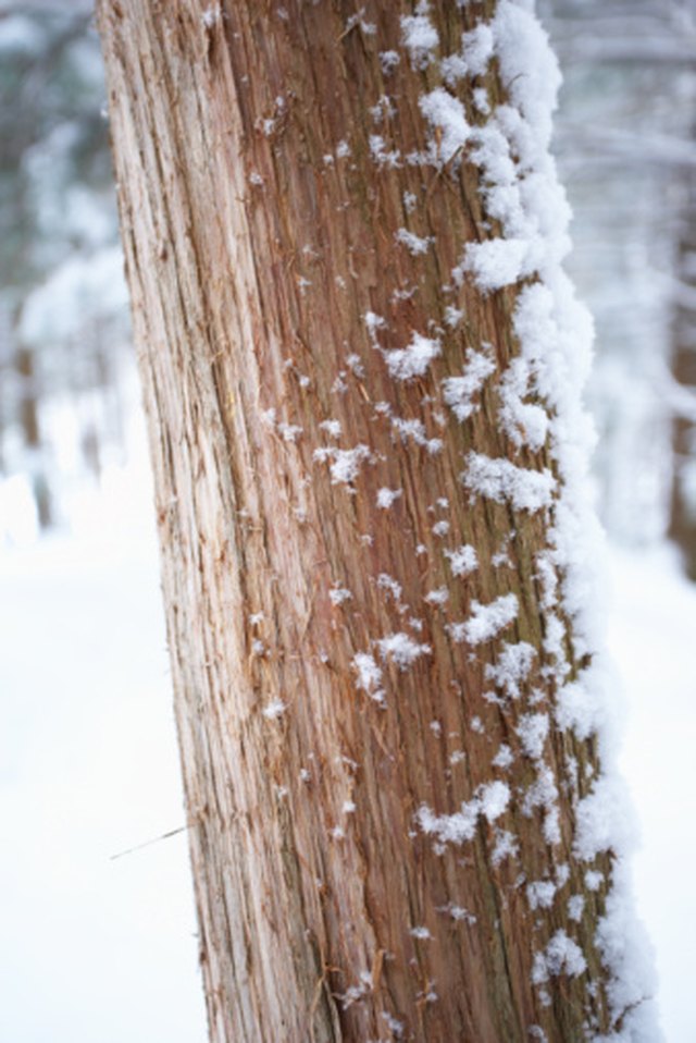 how to strip the bark off of cedar to make a log bed ehow