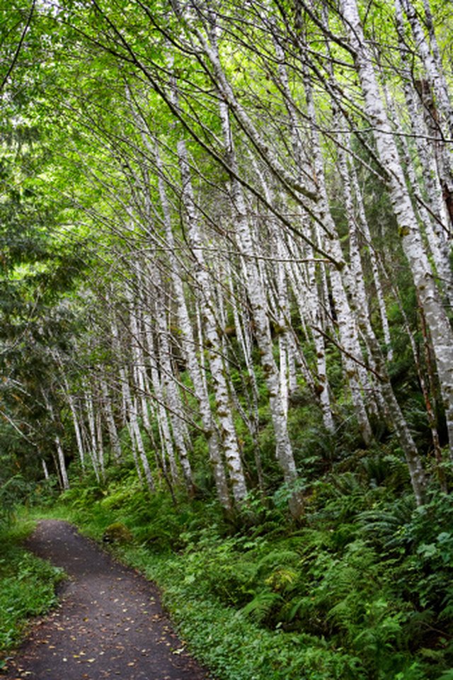 Information on the Birch Tree of Tennessee eHow