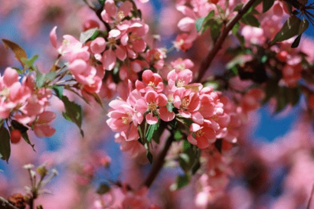 How to Grow a Cherry Tree in Irmo, South Carolina | eHow
