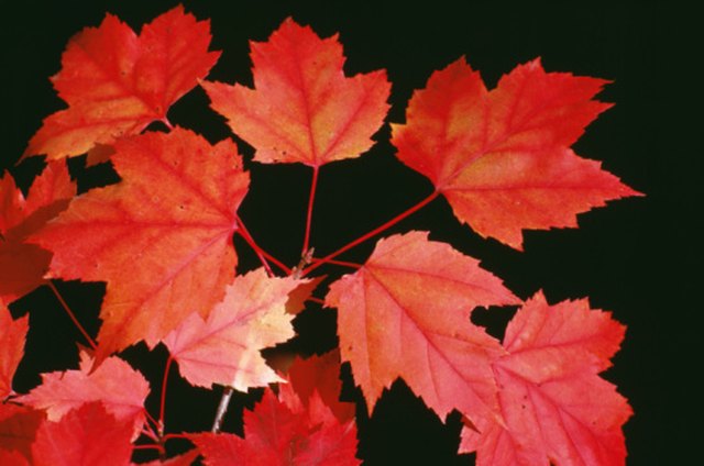 red sunset maple tree pros and cons red sunset maple tree pros and cons
