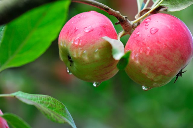 leaf-curl-on-apple-trees-ehow