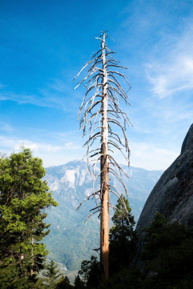 How to Tell if an Evergreen Tree Is Dead | eHow