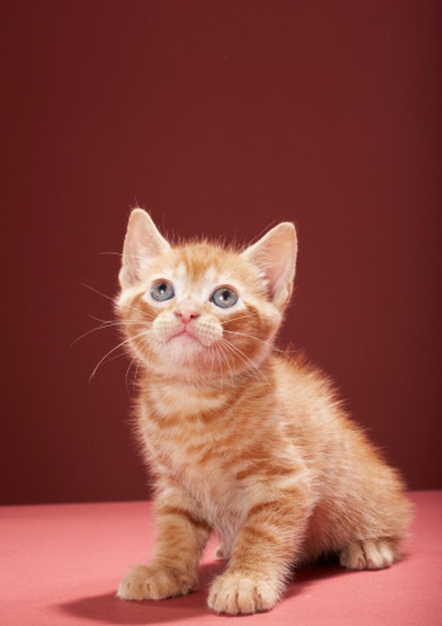 How to Protect Furniture &amp; Walls From Cat Urine | eHow