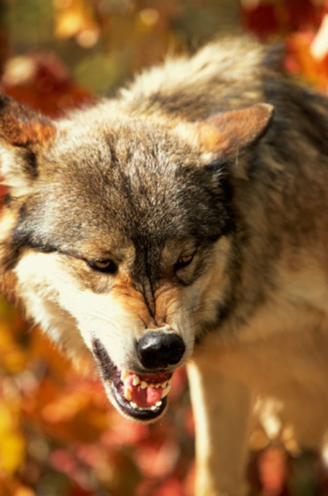 How to Make Werewolf Teeth | eHow