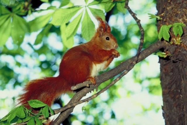 Using Plants to Deter Squirrels from Your Garden | eHow