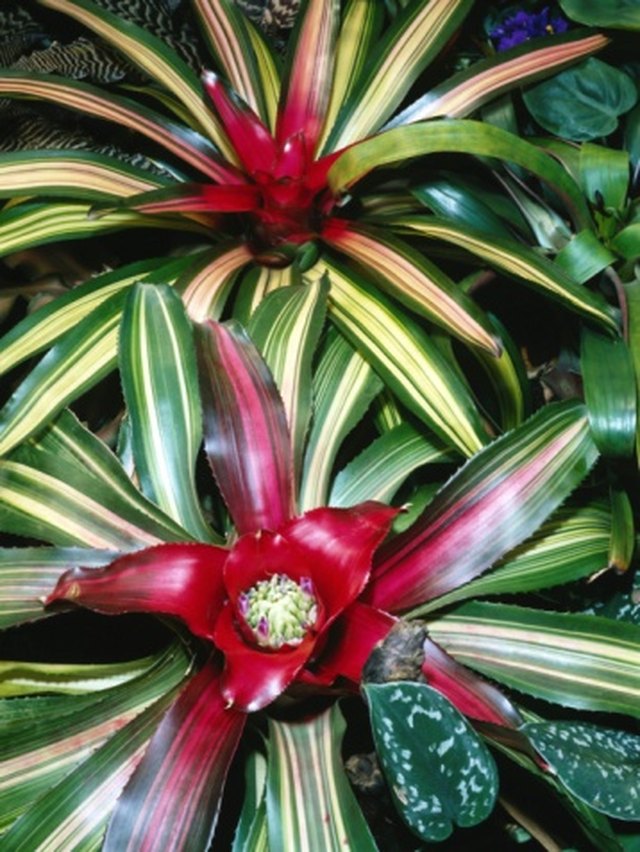 How to Remove a Pup Bromeliad | eHow