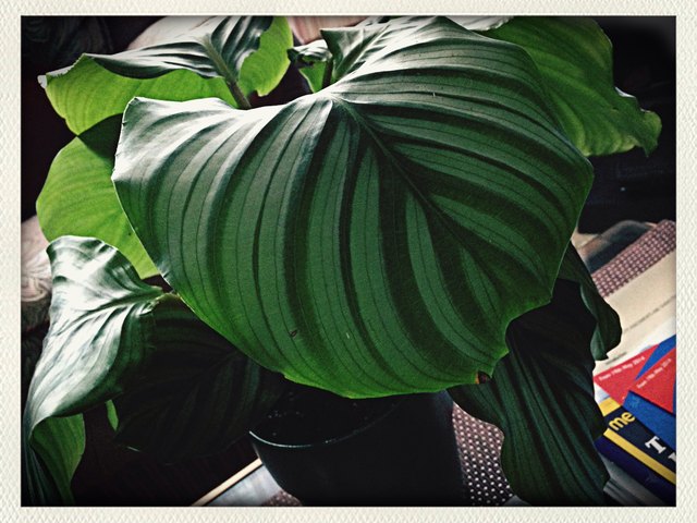 Close-Up Of House Plant